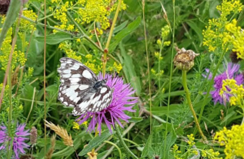 Meadow Day - Easthampstead Park Church